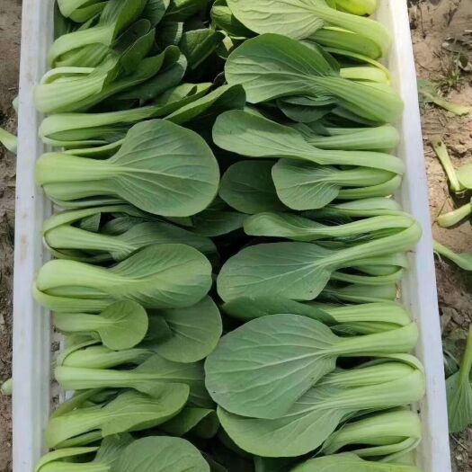 曹县北方小油菜  山东辰捷蔬菜配送一条龙服务