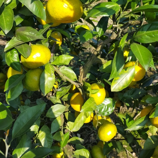 三门县黄岩蜜桔 