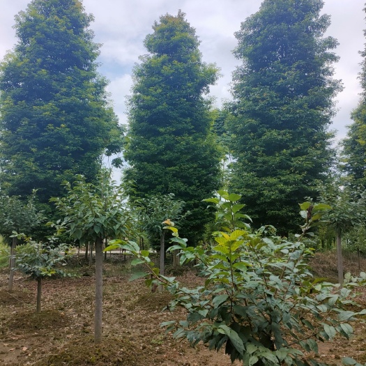 崇州市小叶桢楠  金丝楠木  基地出售 量大从优