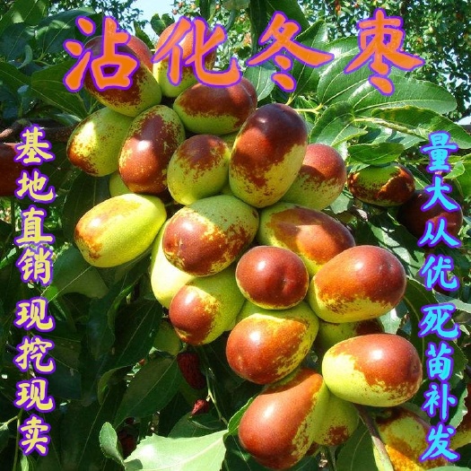 平邑县冬枣树苗  嫁接沾化冬枣果树苗，南北方种植庭院种植，当年结果，盆栽地栽苗