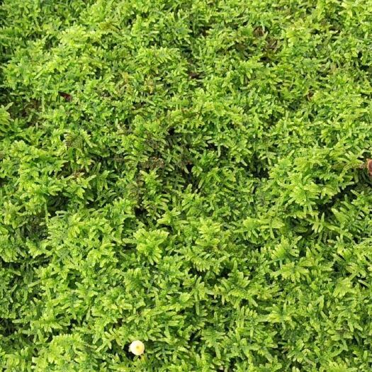 广州水苔苔藓 5~10cm 
