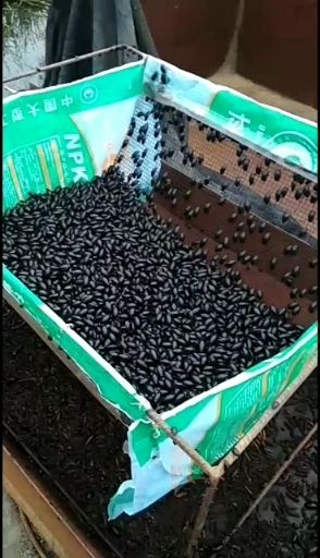 富锦市东北鲜体速冻黑龙虱，可食用，可药用