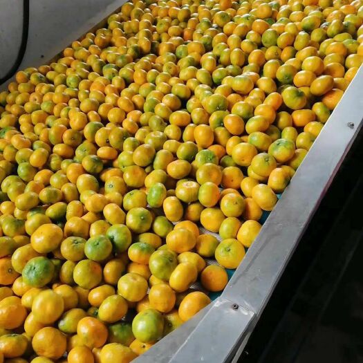 资兴市东江湖蜜橘质量保证价格美丽欢迎老板订购