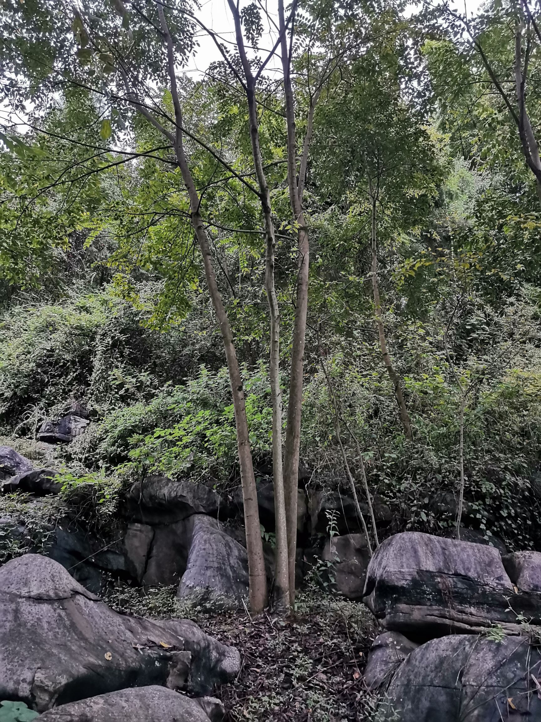 小叶朴  大朴树