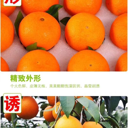 平和县红美人柑桔 皮薄多汁，无籽无渣入口即化