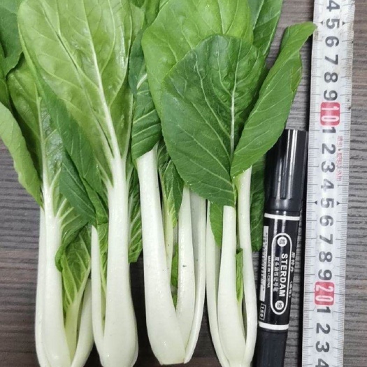 曹县毛白菜  油菜上海青