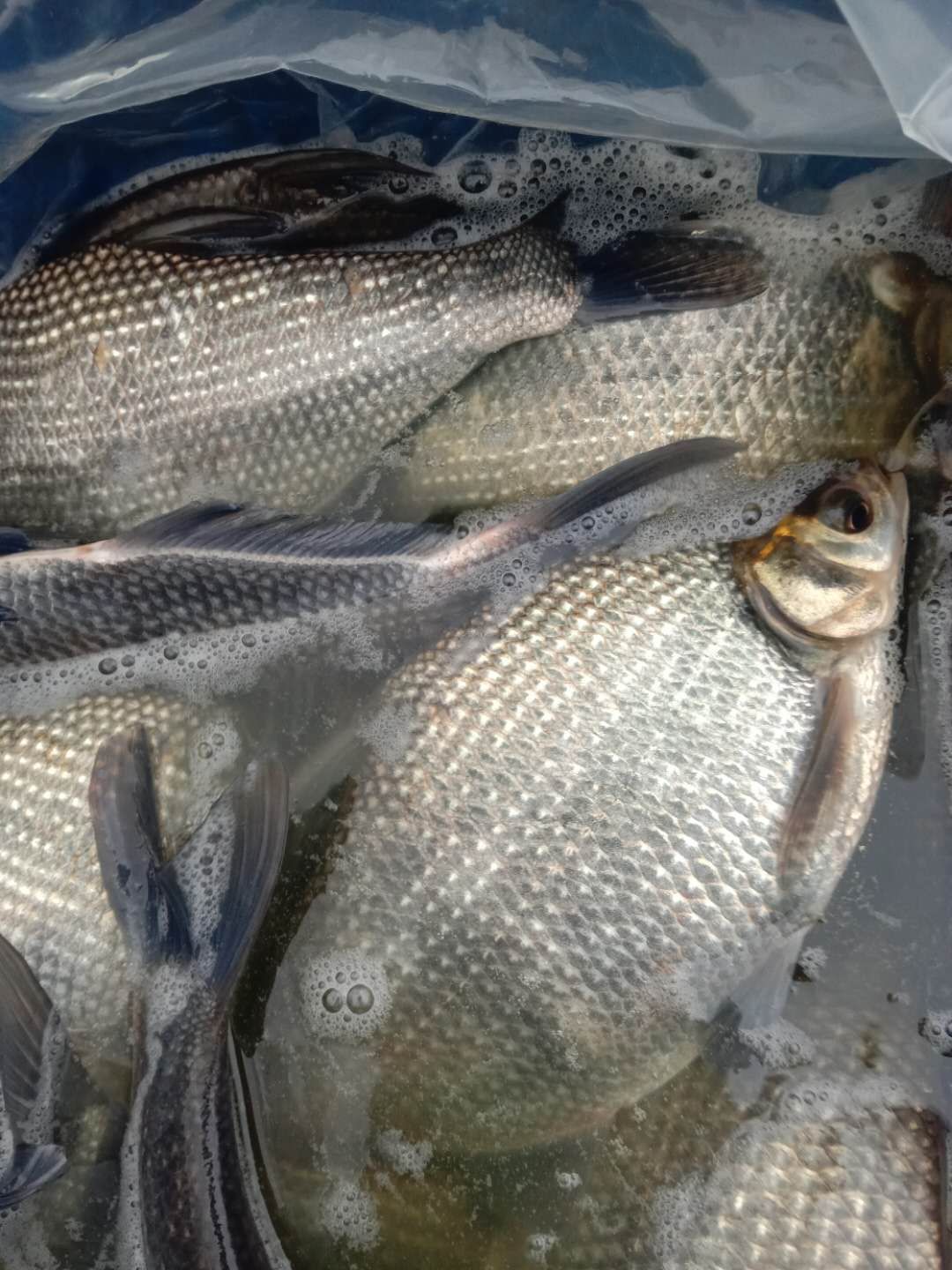 重庆鳊鱼 1-1.5公斤 