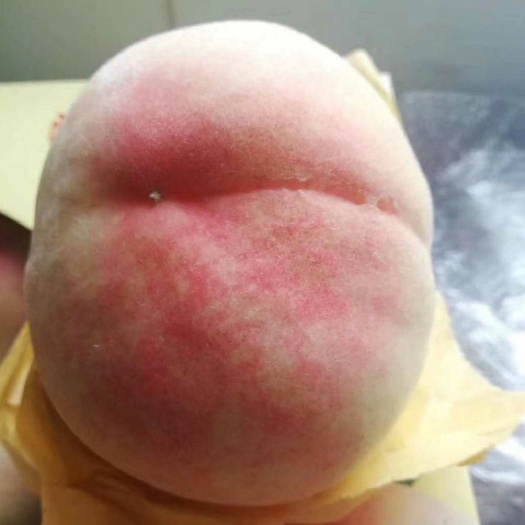 无锡甜甜蜜蜜的阳山水蜜桃，又大又甜，吃了还想吃