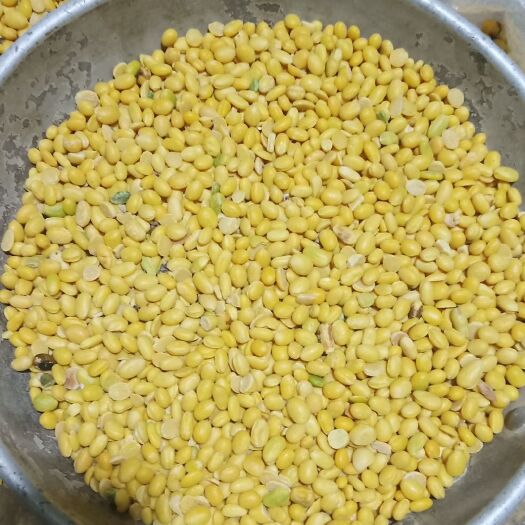 原平市黄仁黑豆  高蛋白脱皮黑豆 豆腐豆制品专用