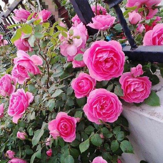 爬蔷薇  四季开花蔷薇花苗当年开花地栽盆栽庭院阳台攀爬玫瑰花