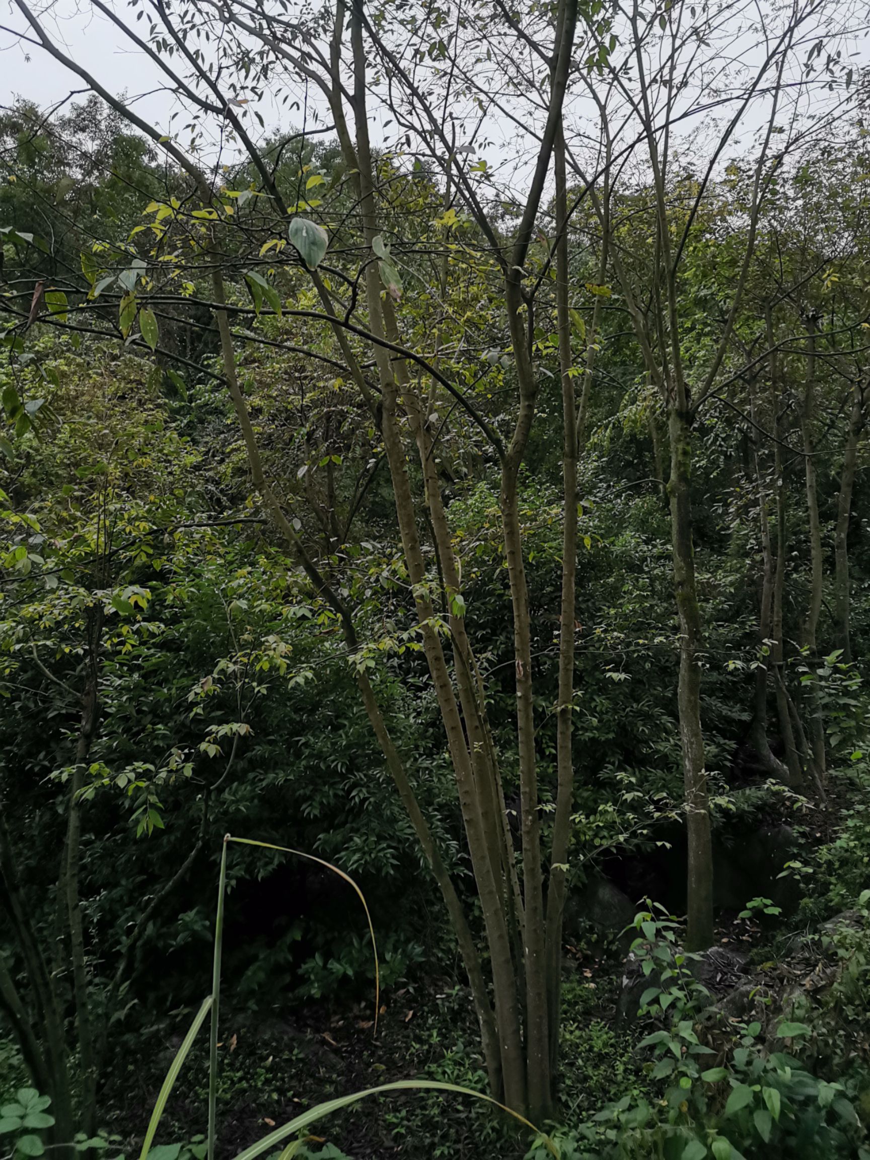 小叶朴  大朴树