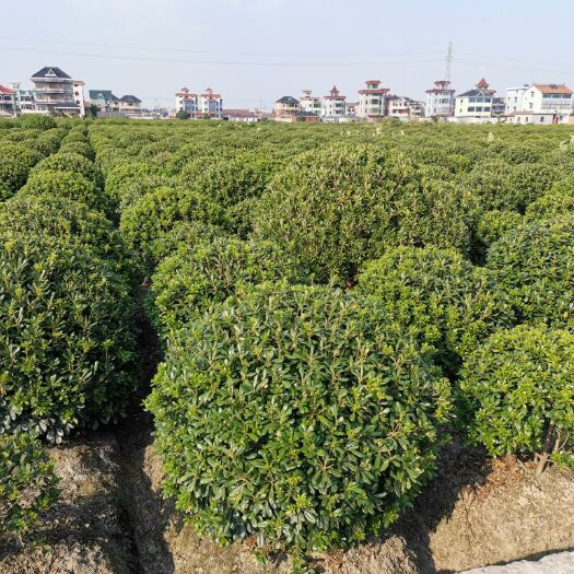 杭州海桐球精品农民自种销售浙江萧山9分精品球诚信买卖