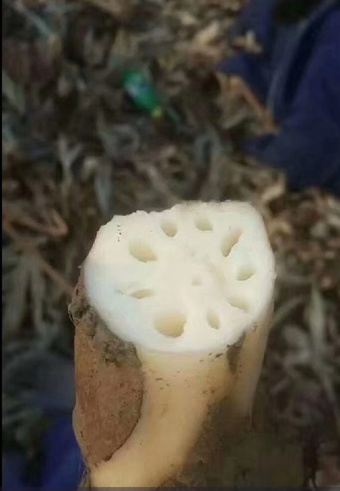 泽畔千层红观音，美人红莲藕