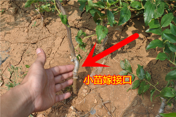 冬枣树苗  嫁接沾化冬枣果树苗，南北方种植庭院种植，当年结果，盆栽地栽苗