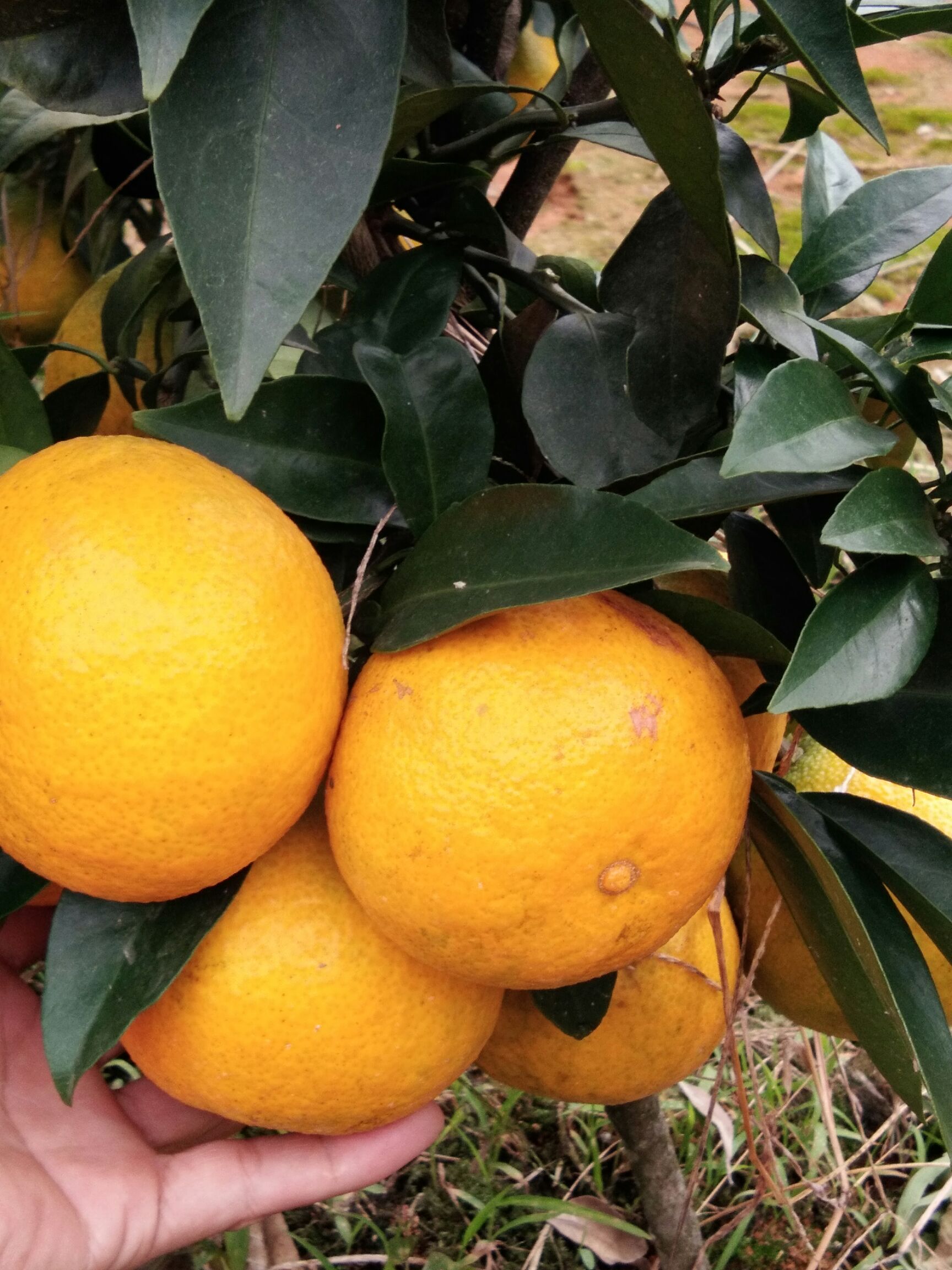 爱媛橙  爱媛38果冻橙，喜迎国庆已成熟。