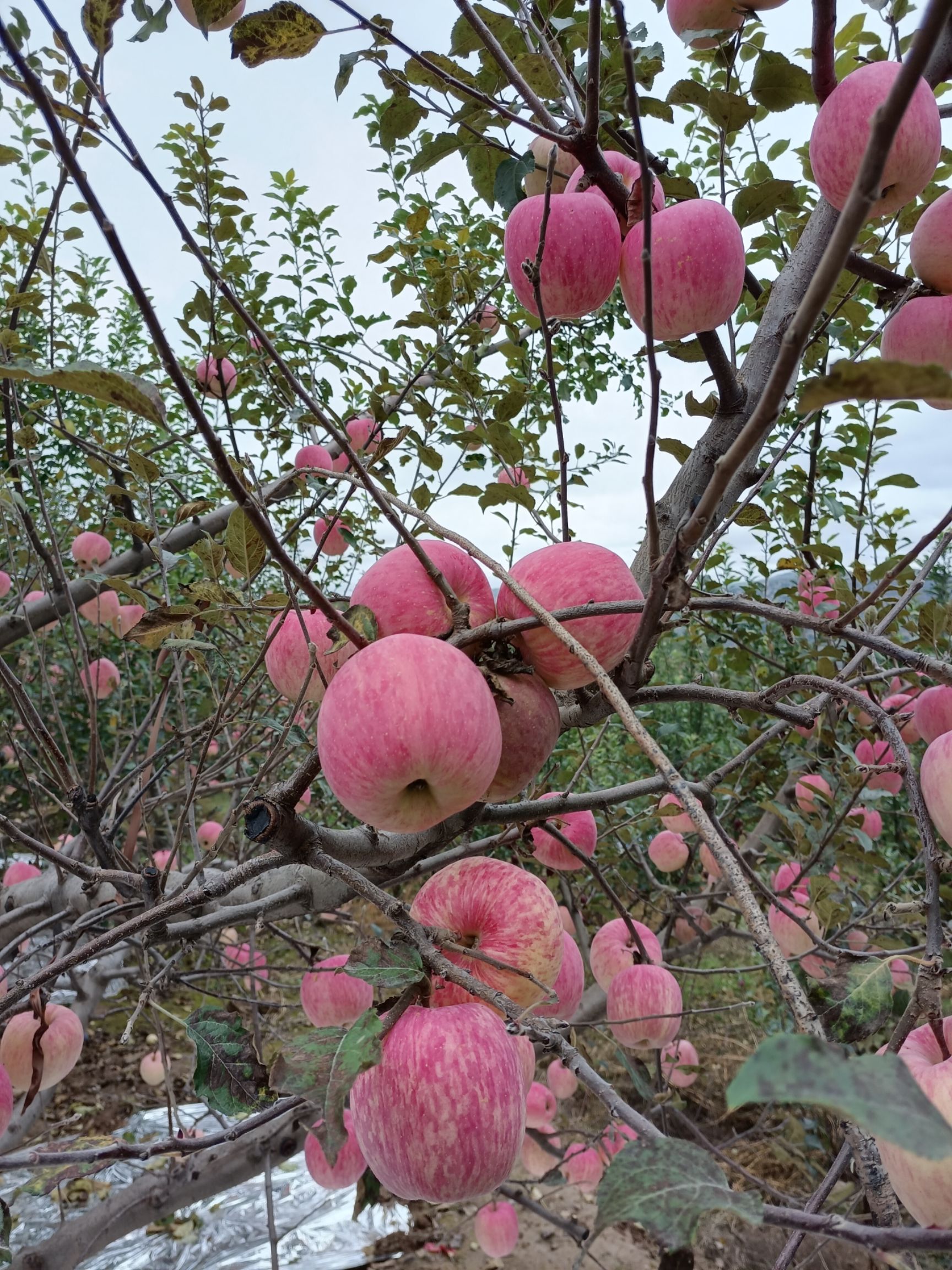 红富士苹果  甘肃秦安山地富士全面上市脆甜可口，条红条纹明理