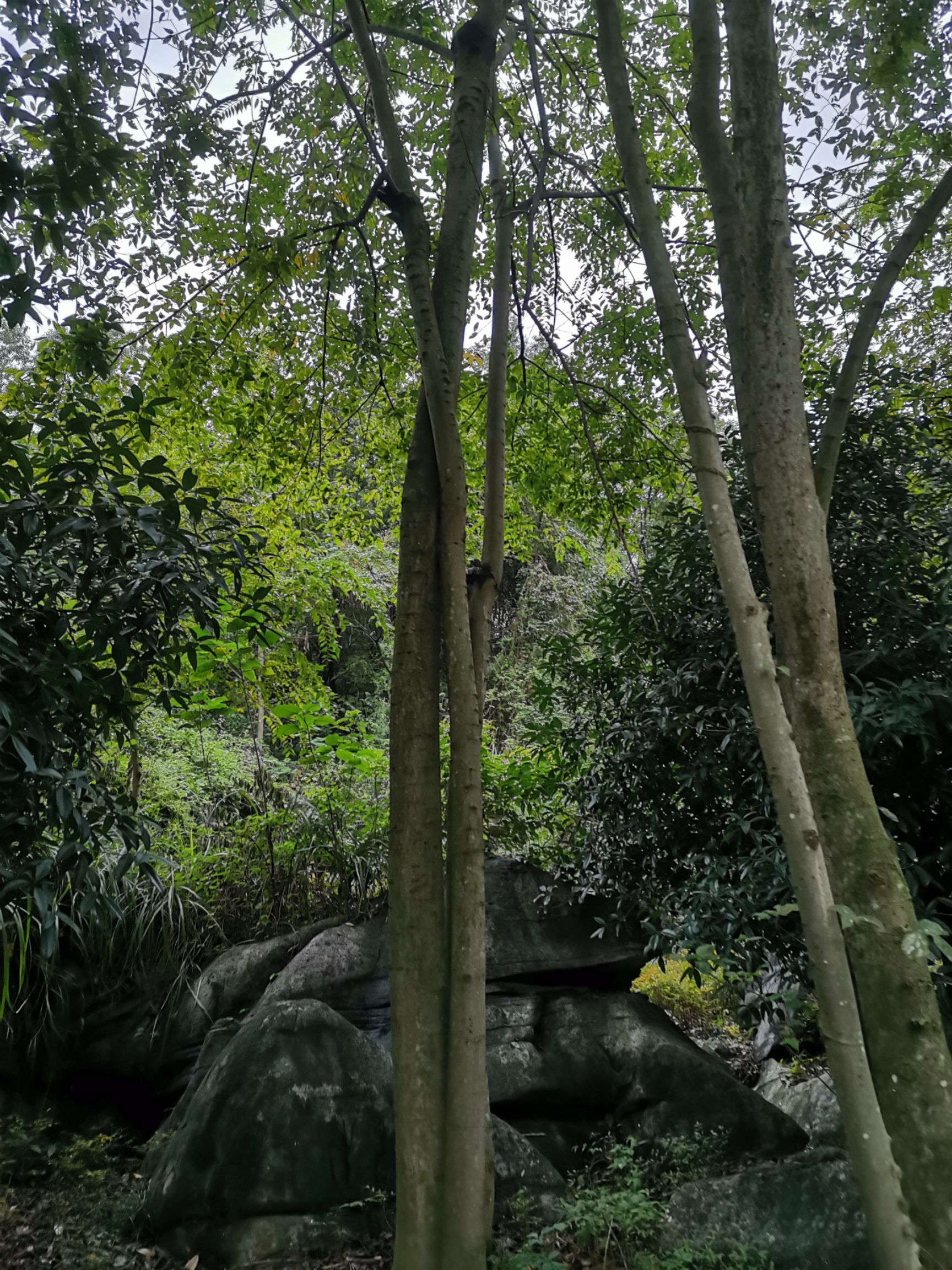 小叶朴  大朴树