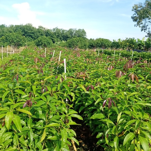 东方市芒果直生苗（实生苗） 您好我是吉祥芒果种苗农民专业合作社的