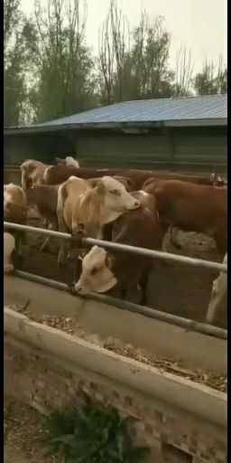  大小利木赞西门塔尔肉牛好饲养