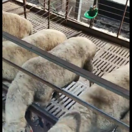 长兴县绵羊  湖羊   大公羊