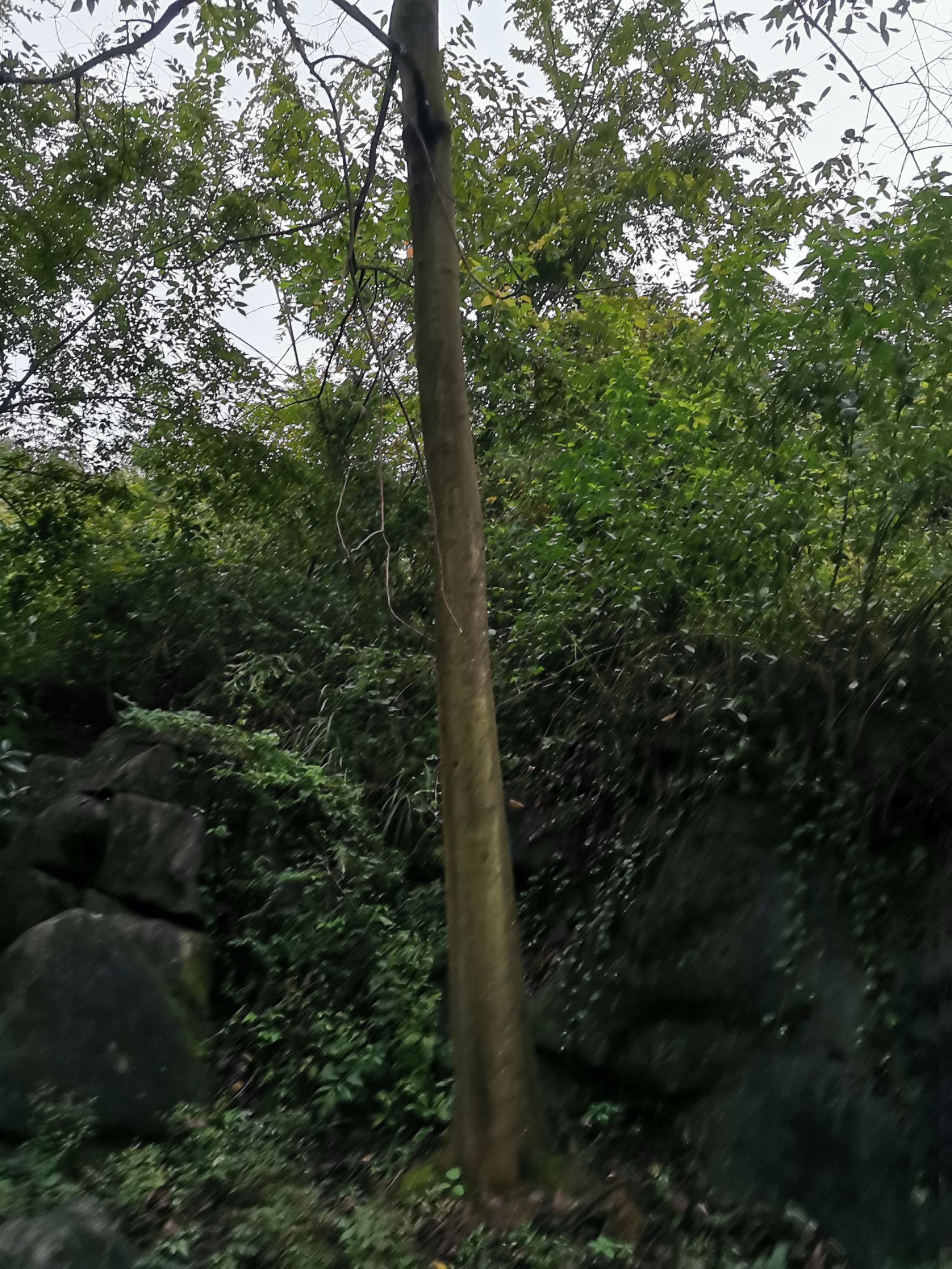 小叶朴  大朴树