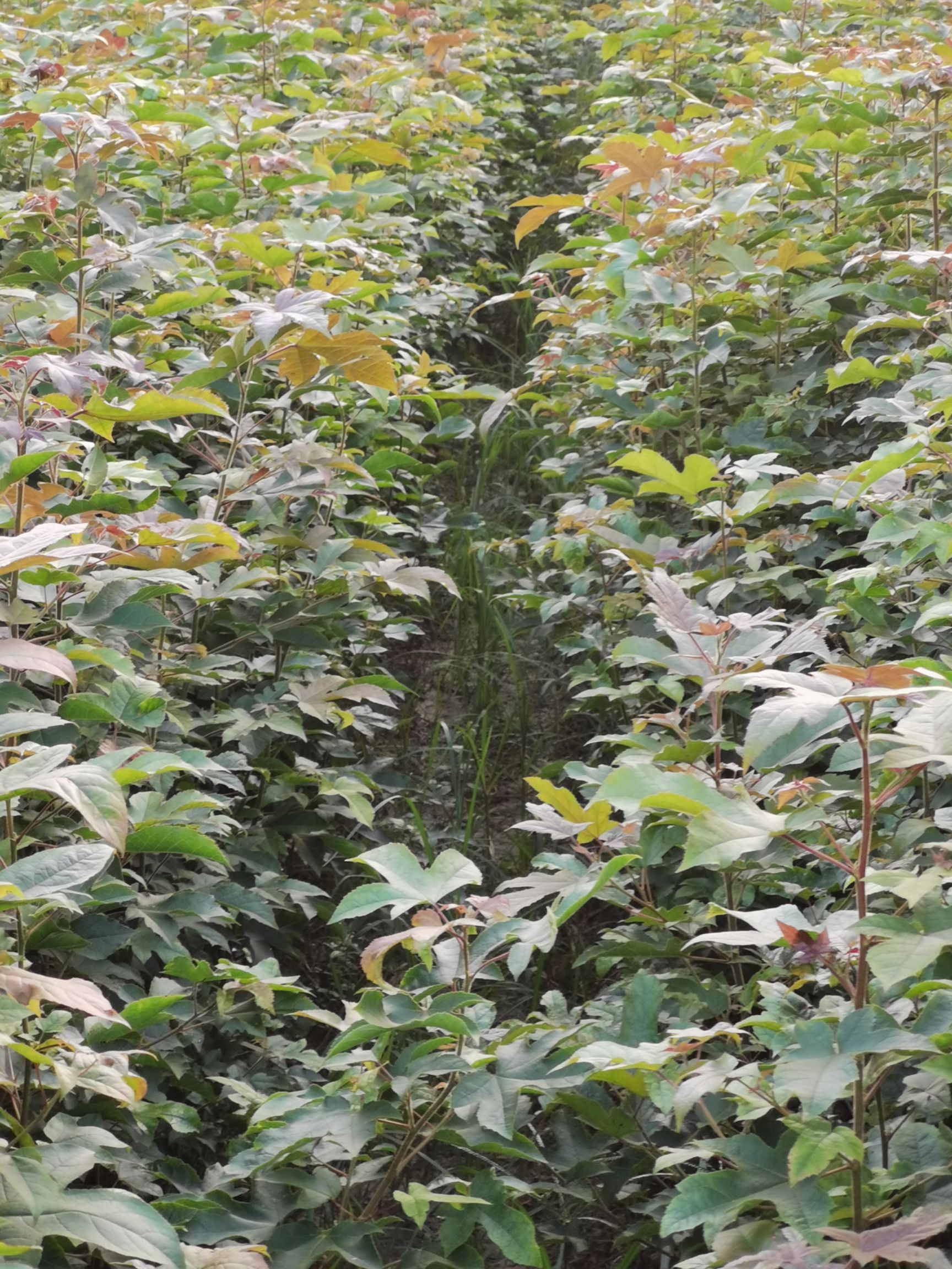 枫香树 枫香小苗