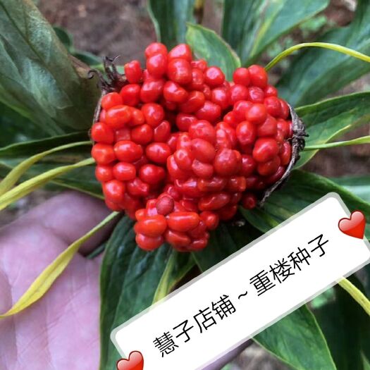 成都四川重楼种子批发，基地采摘，华重楼种子，籽粒饱满，专业技术