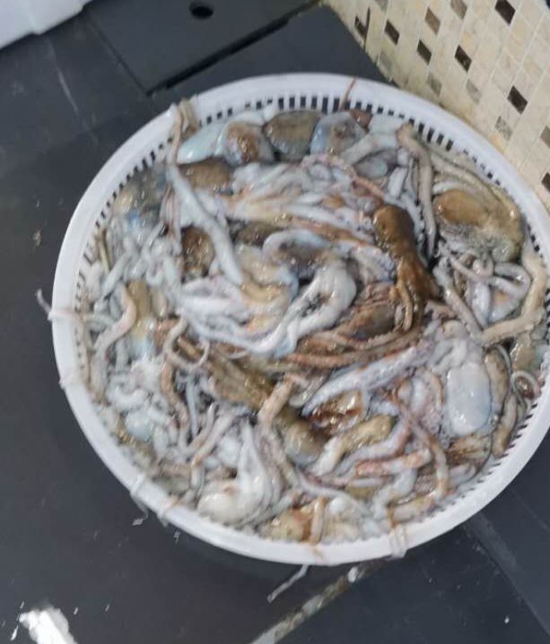 章鱼 活八爪鱼长腿