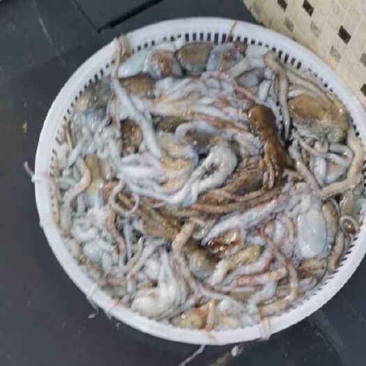 利津县章鱼 活八爪鱼长腿