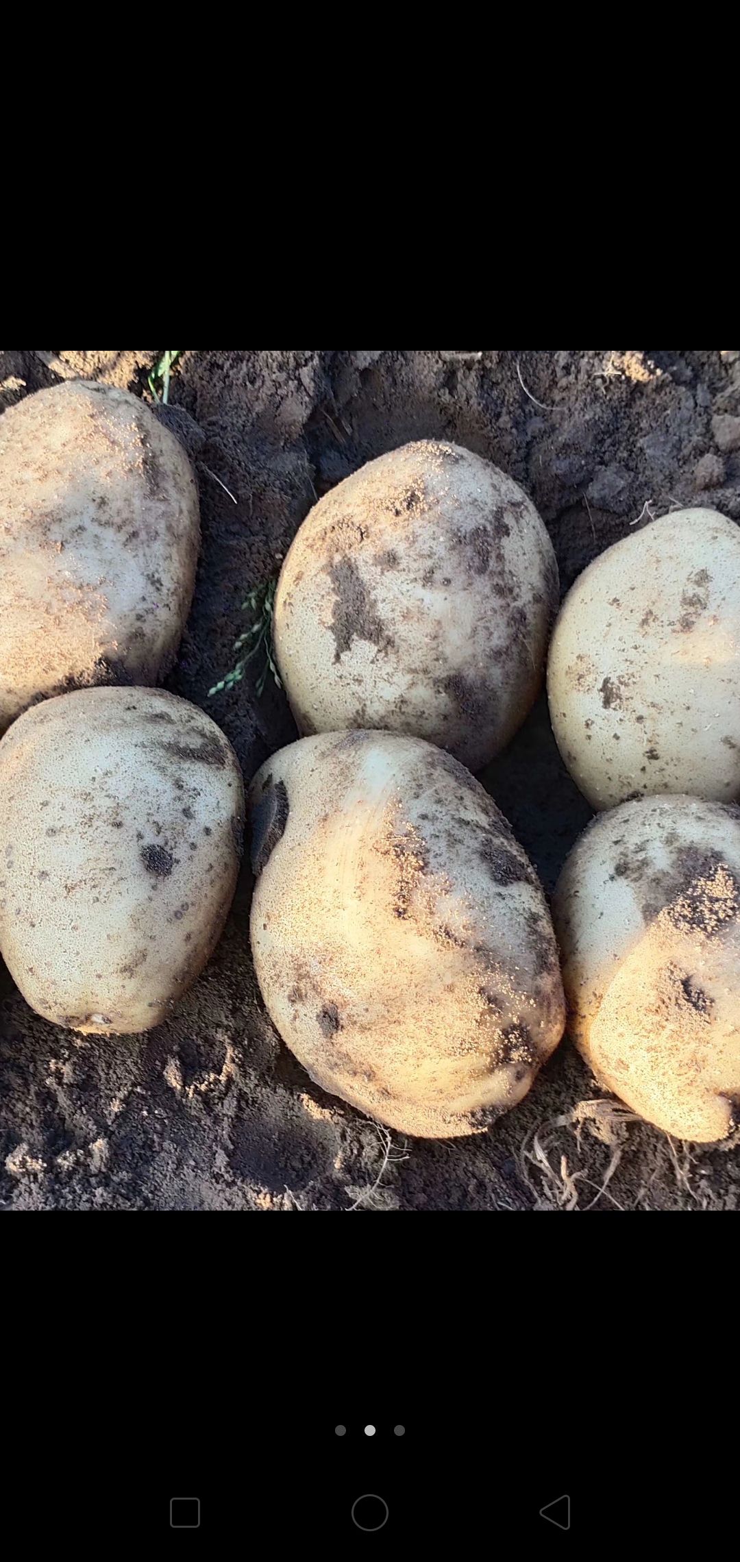 黄心土豆 希森，V 7，黄金薯，v8等