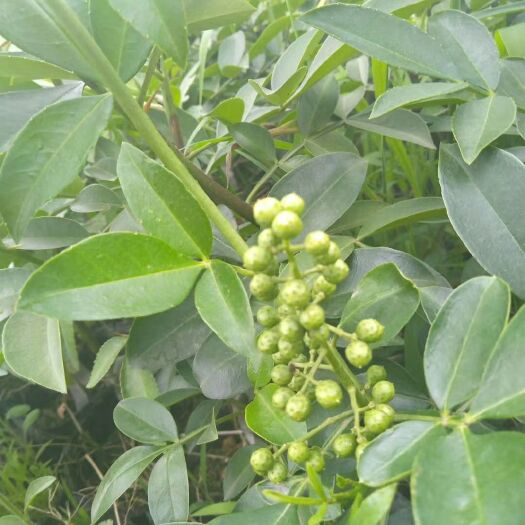 梓潼县无刺花椒苗