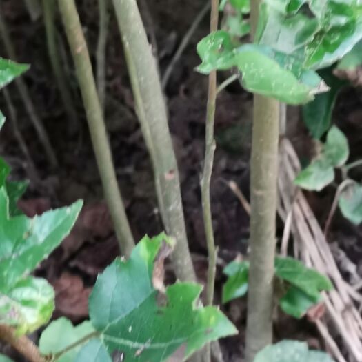 九江枫香树 枫香小苗