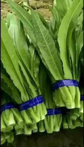 曹县纯香油麦菜  山东辰捷蔬菜配送