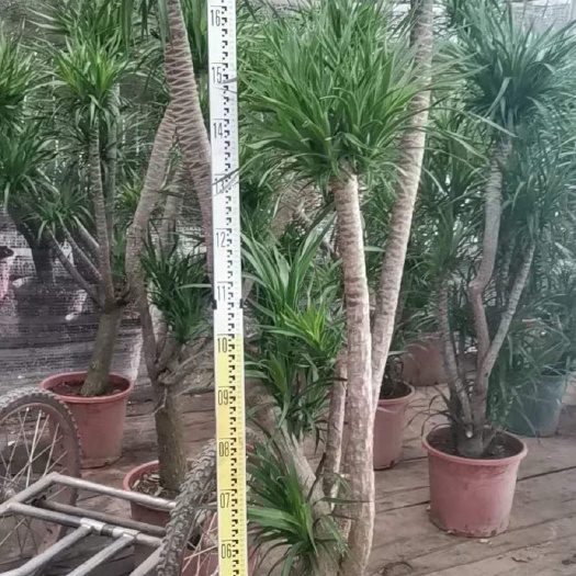 广州龙血树盆栽 