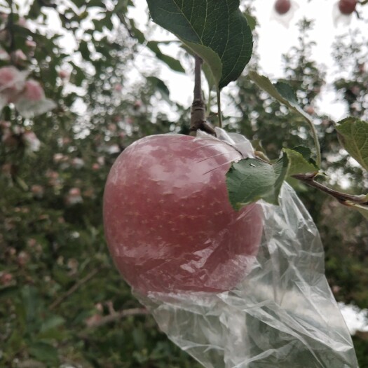芮城县农户——红富士苹果直卖/批发