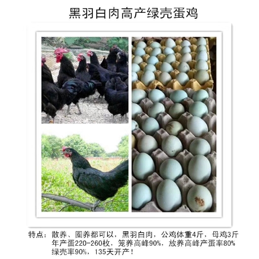 简阳市绿壳鸡苗  非常适合你的一款绿壳土蛋鸡⇒高产绿壳蛋鸡鸡苗