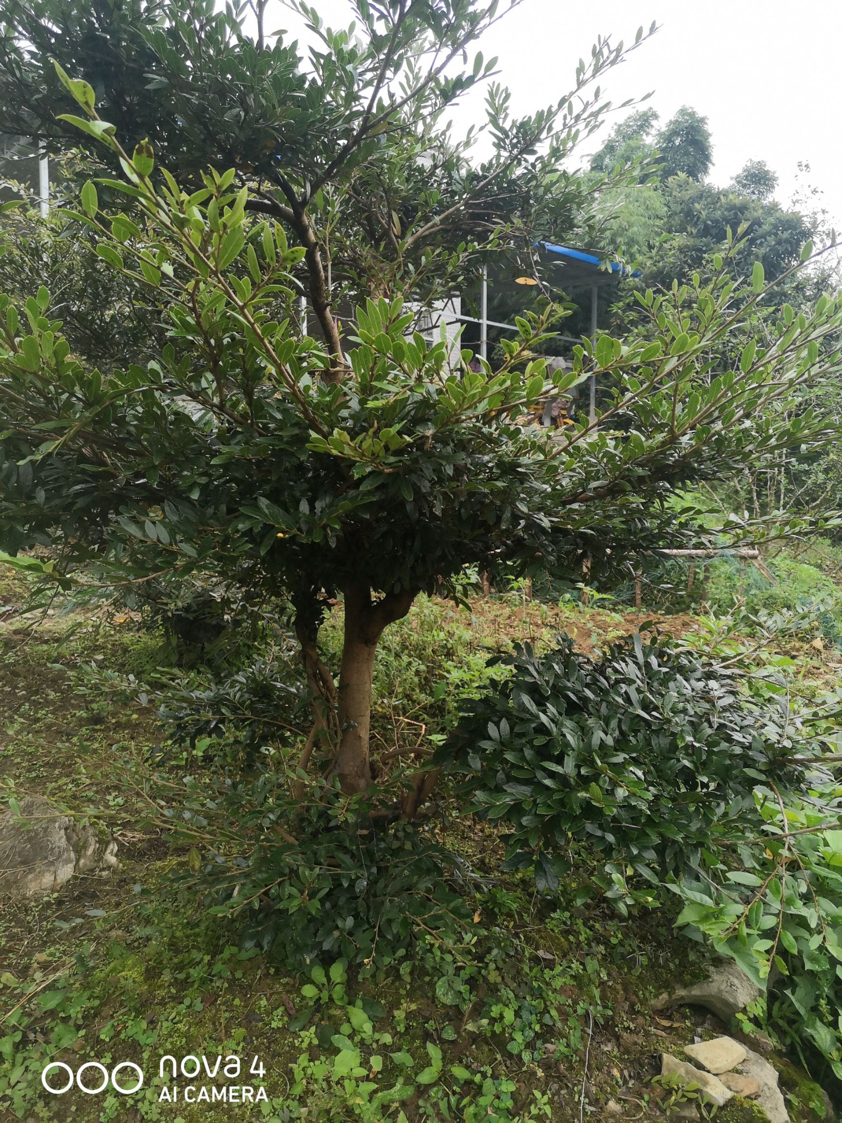蚊母树  造型奇特，四季常青，成年老桩。