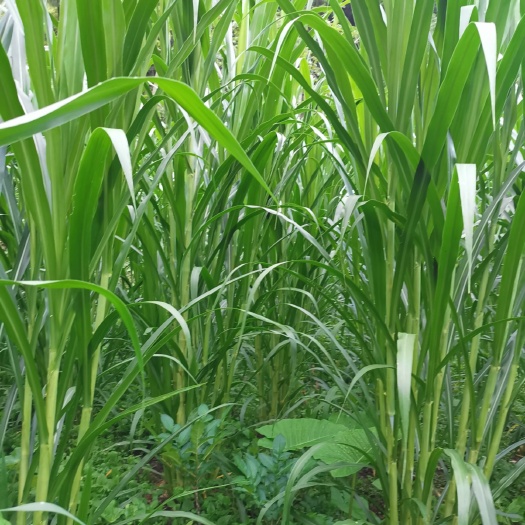 平武县牧草王种苗