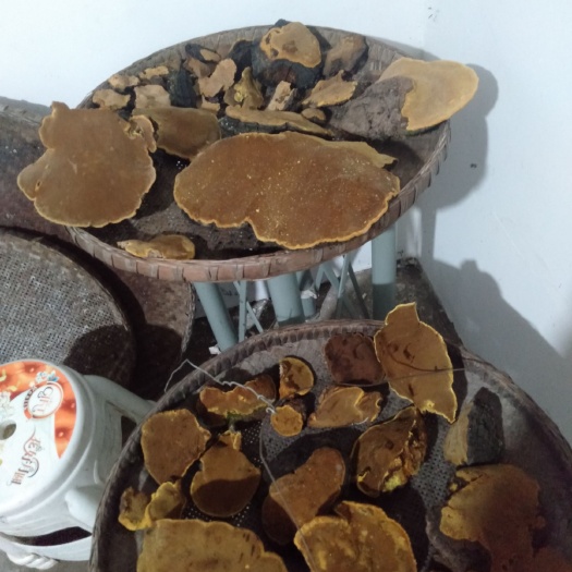 通江县 桑黄是上等中药材，老少皆宜