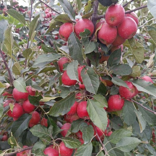 庄河市庄河101小苹果日本乙女红苹果