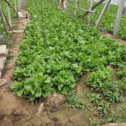 临邑县球生菜 生菜球上市中，个头一斤左右，色彩有绿