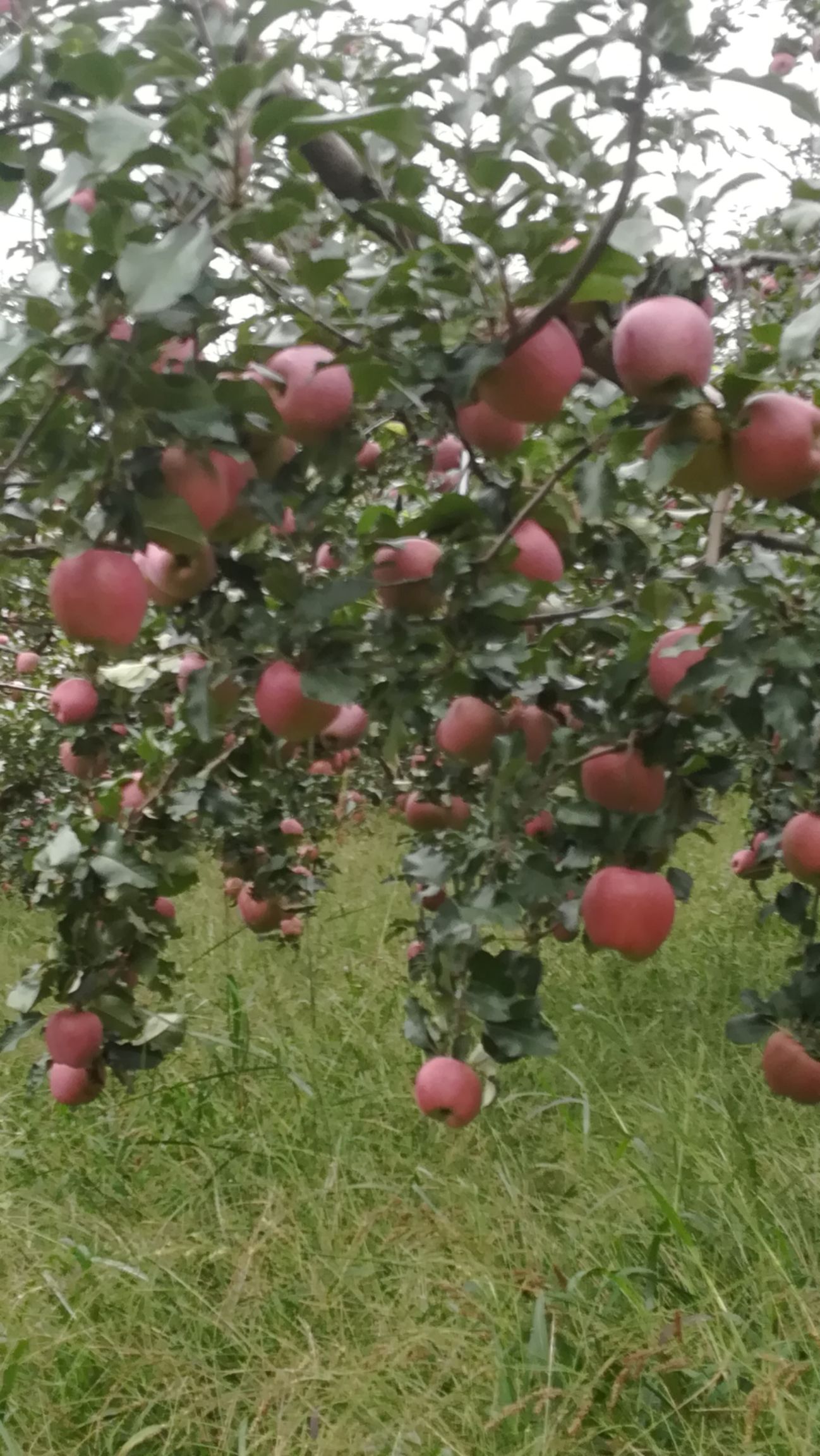 冰糖心苹果 昭通糖心苹果