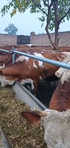 龙游县肉牛  大小西门塔尔牛好饲养生长快
