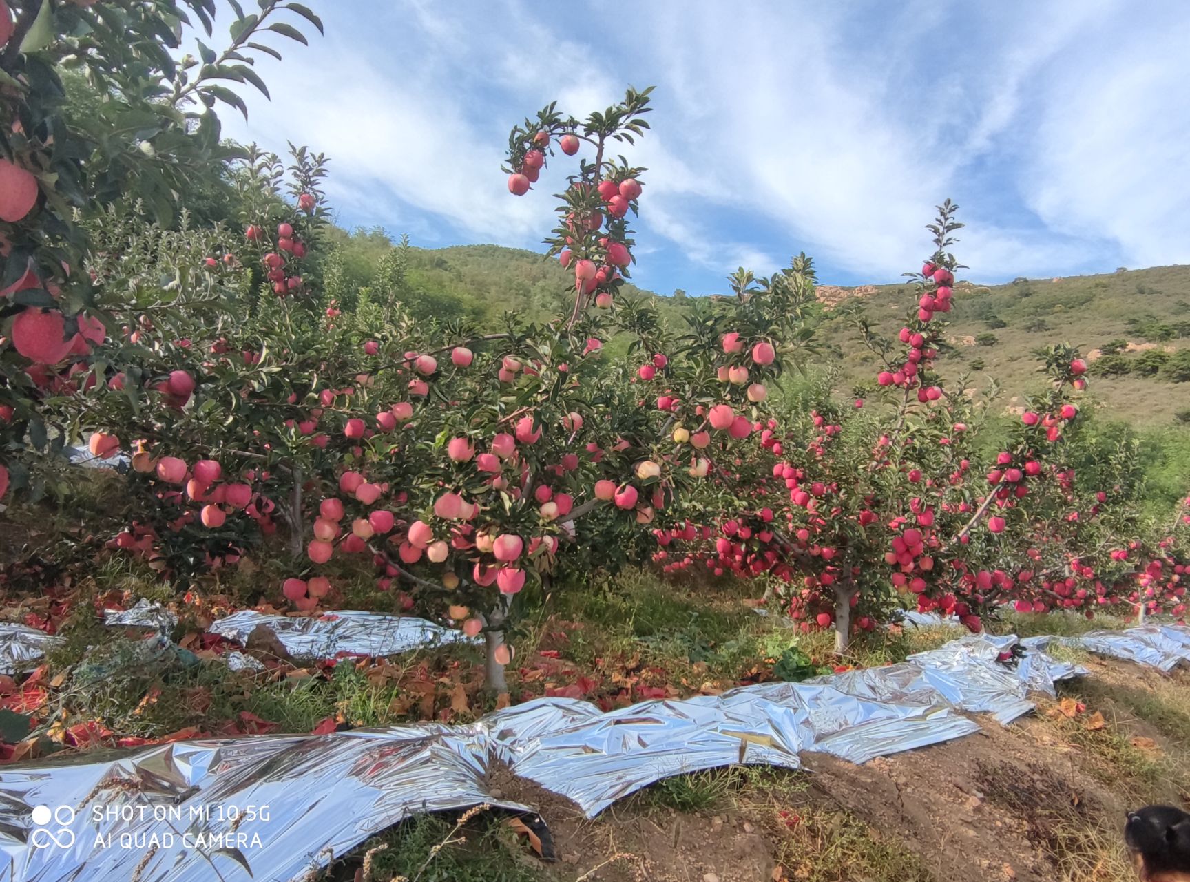 中秋王苹果 中秋王大面积出货