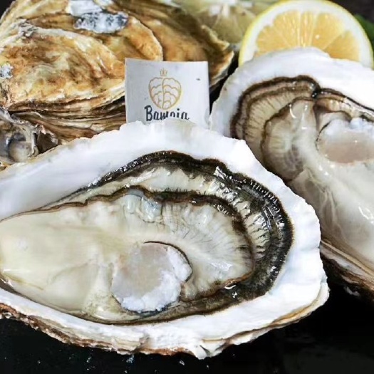 厦门三倍体生蚝  【巴美亚•石蚝】中高端酒店/料理店供应