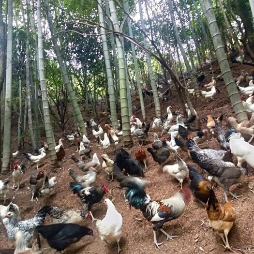 衡阳县鹊山鸡公，肉质紧营养价值是普通鸡的4倍，外观漂亮。