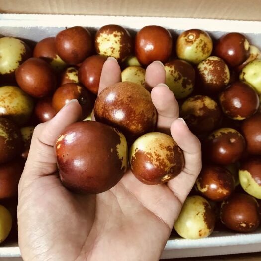 合肥冬枣  优质枣，特级枣