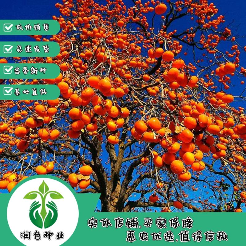 武漢柿子種子火晶柿子甜軟柿子盆栽地栽南北方四季種植庭院水果樹種子