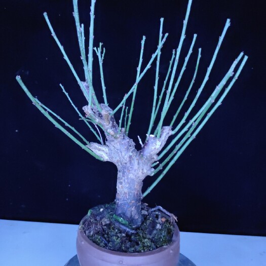 临沂景观盆栽  原生梅花骨里红