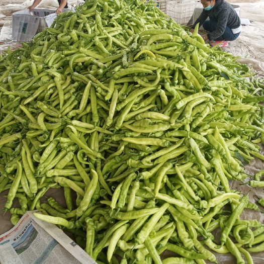 滑县 新鲜尖椒